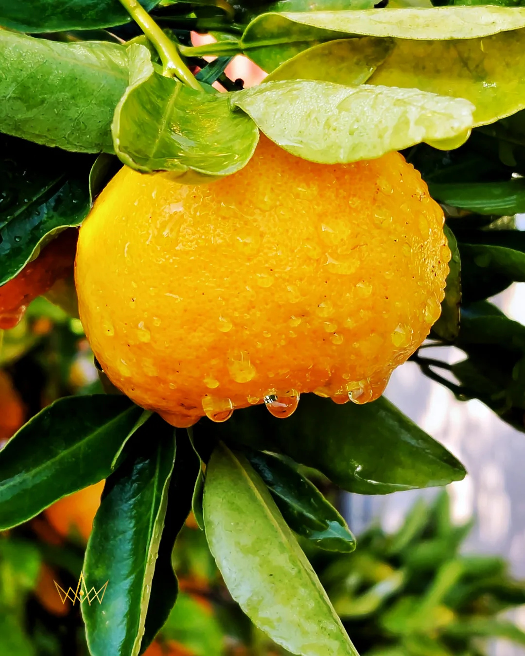 Série Quartzo - Elixir Iluminador Acetinado — imagem 2